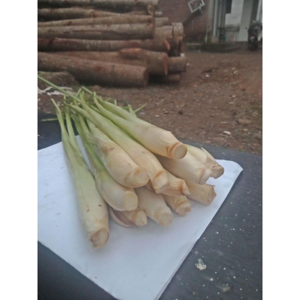 

sereh jumbo segar pesan hari ini langsung petik