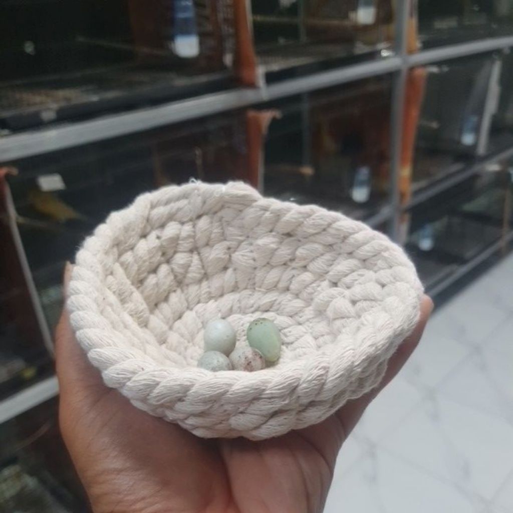 sarang burung, sarang kenari