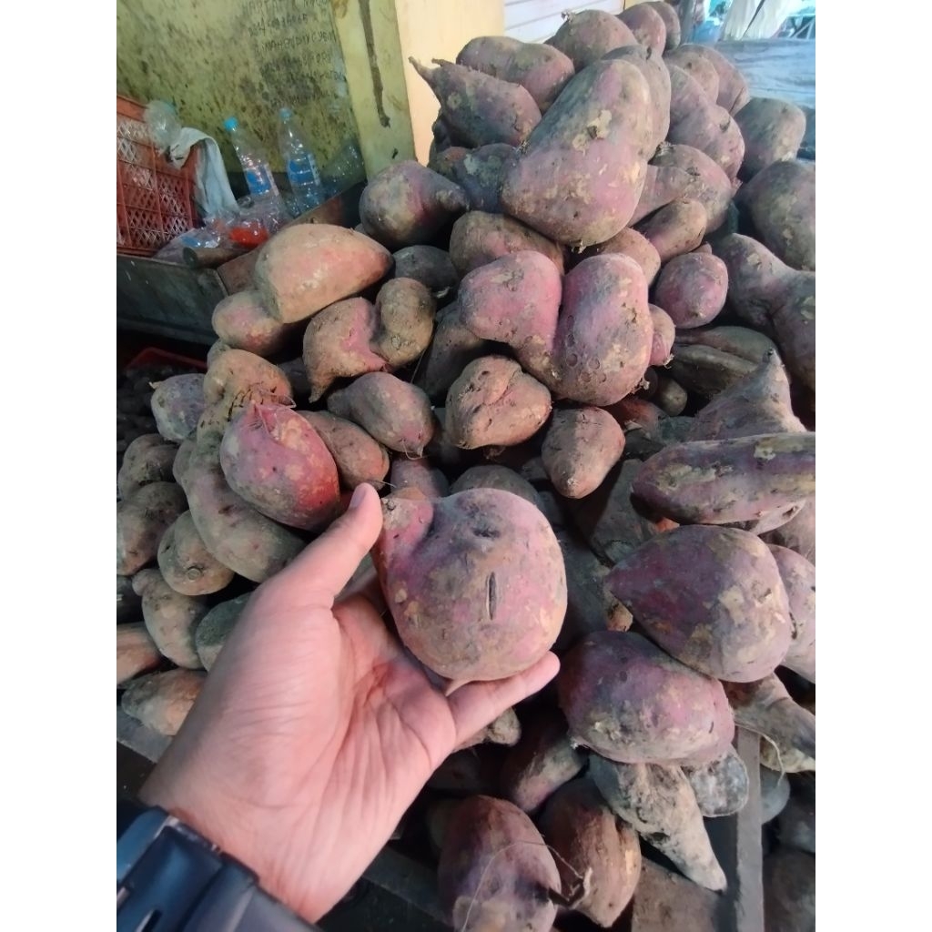 

Ubi Putih segar manis menyehatkan 1kg, Alami & Original