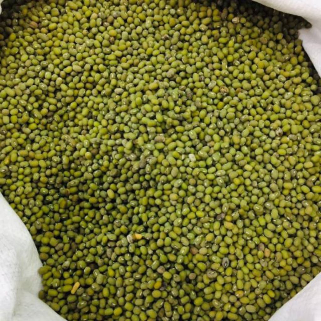 

KACANG HIJAU/KACANG HIJAU KECIL