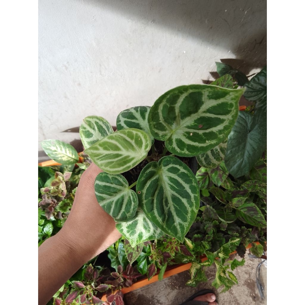 tanaman dorayaki silver