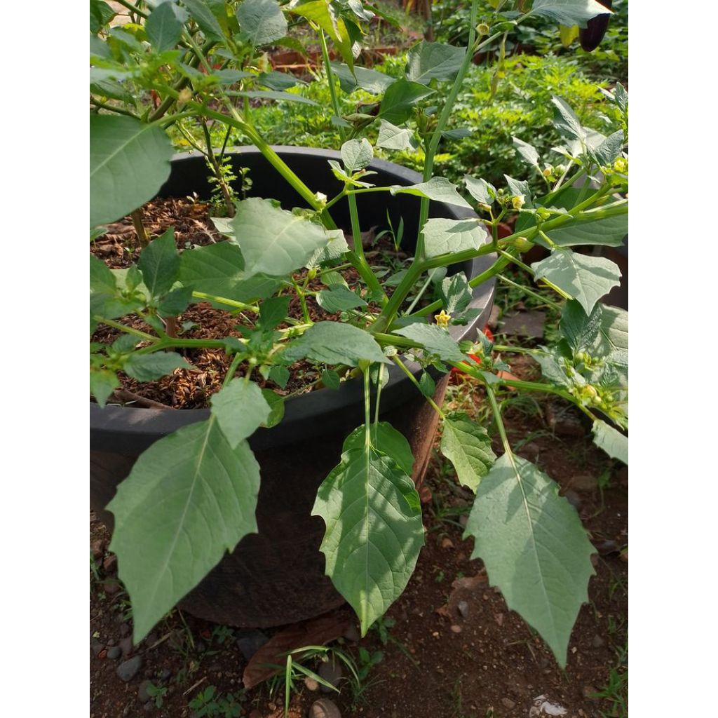 

tanaman ciplukan(Physalis angulata)herbal 100gram | jamu tradisional | herbal segar