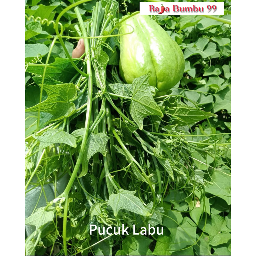 

Pucuk Labusiam 1 ikat