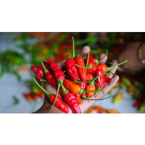 

cabe /cabai rawit merah 500 gr