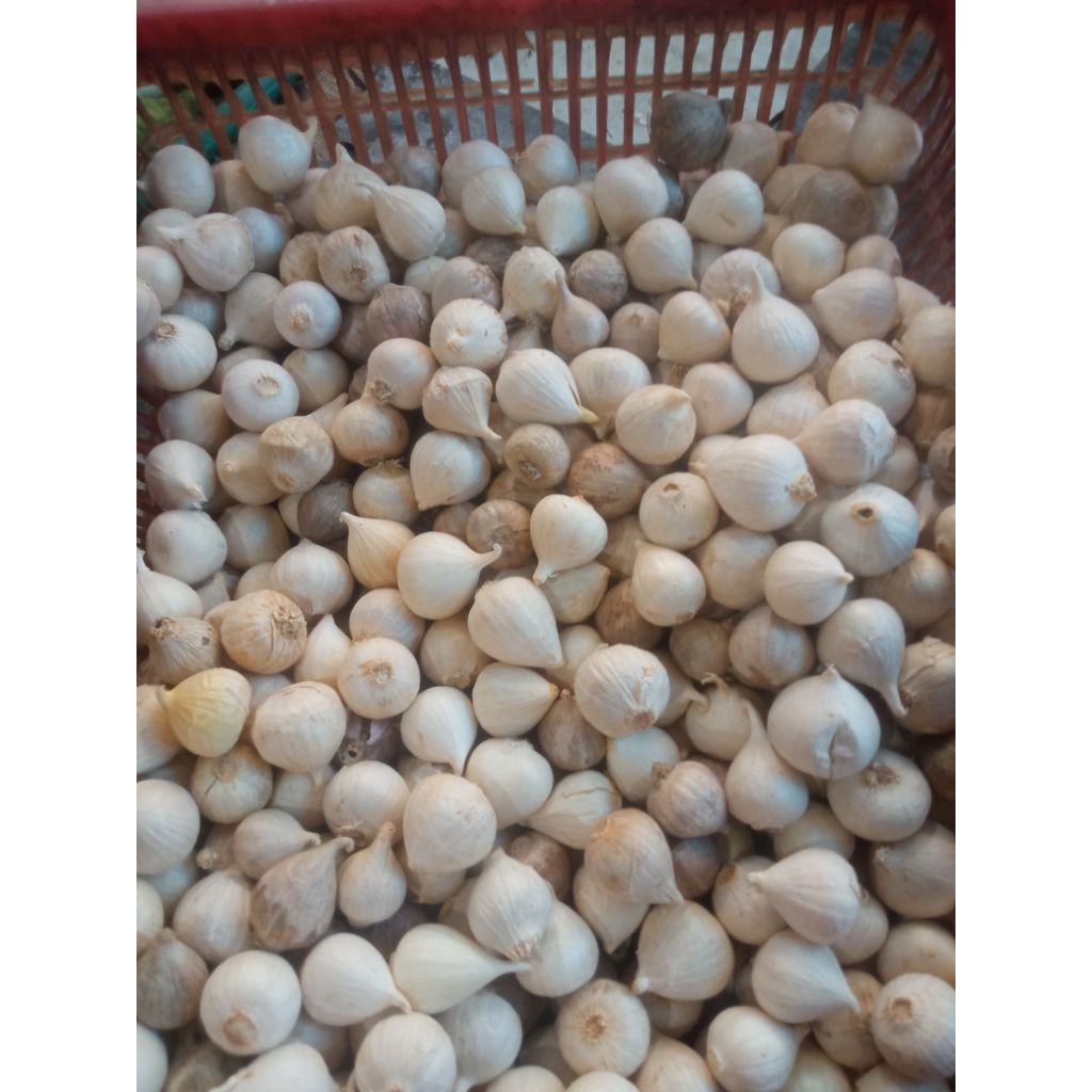 

bawang putih tunggal 1ons