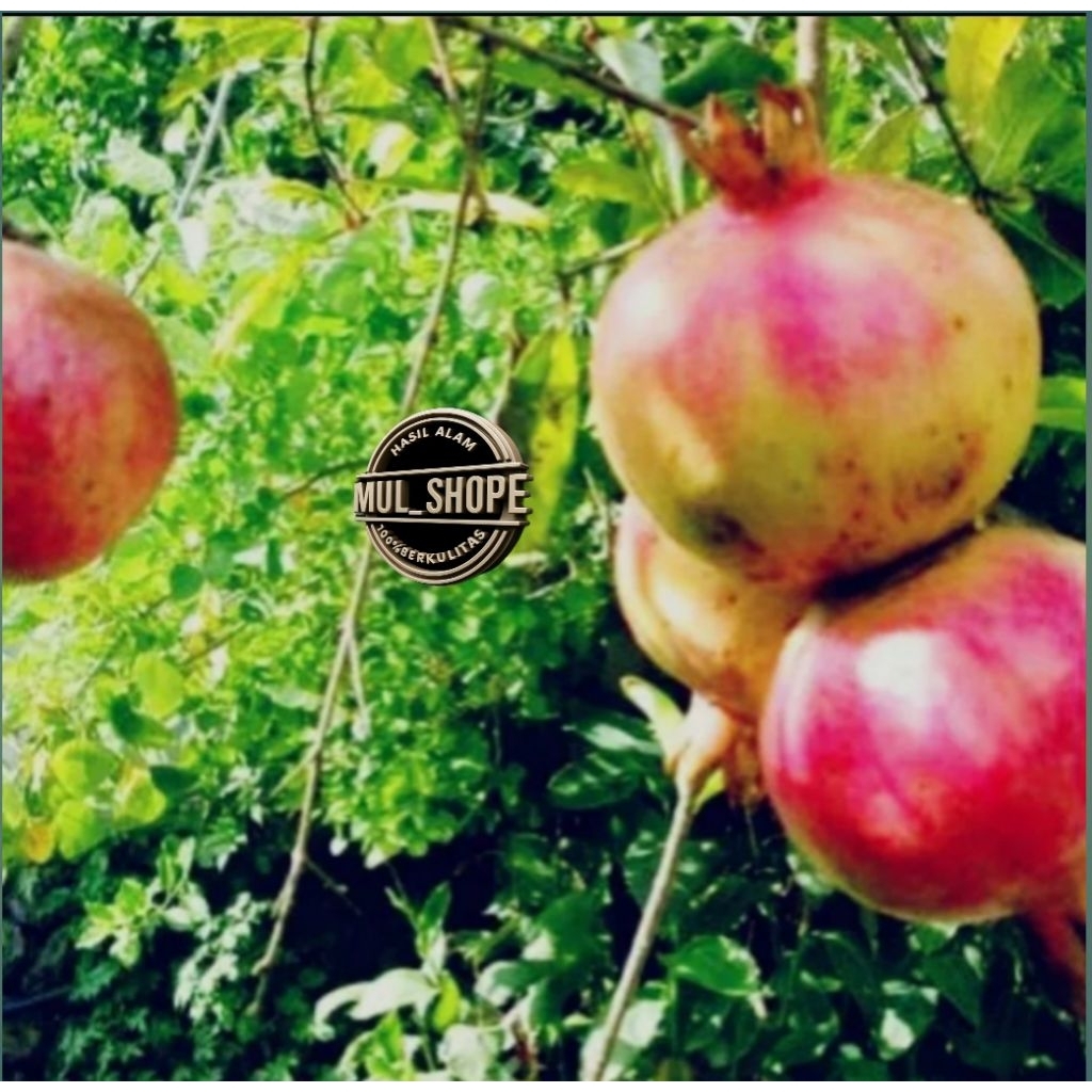 

Buah delima merah asli 1kg buah delima segar