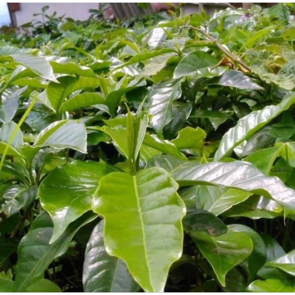 bibit kopi arabikan/bibit kopi 30tangkat bibit kopi