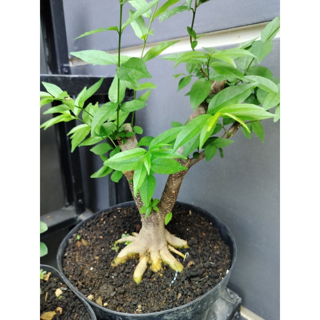 bonsai anput karakter