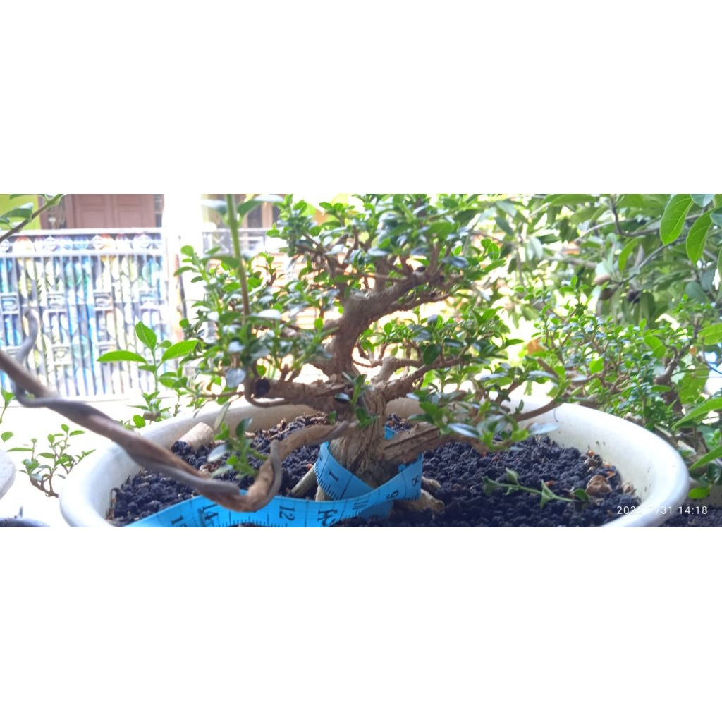 Bonsai sancang mame prokar bahan bonsai sancang mame