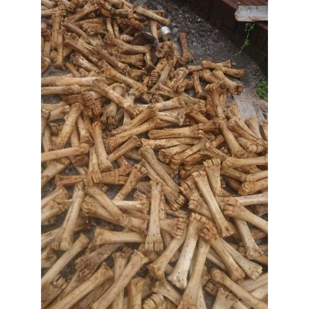 

TULANG SAPI BAHAN KERAJINAN