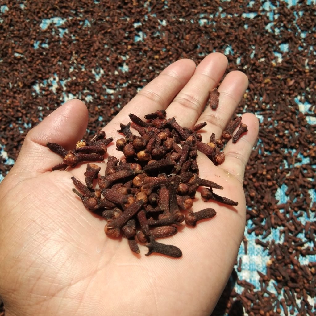 

cengkeh kering Asli langsung dari petani - Aroma kuat & berkualitas | 100% Natural