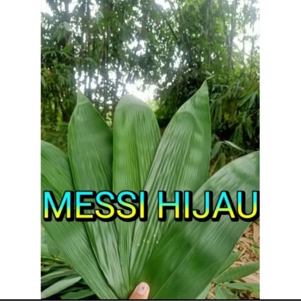 

Daun bambu buat kue kicang