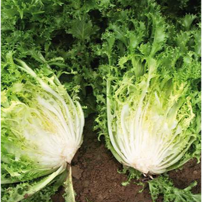 Endive lettuce | JBP_Fresh