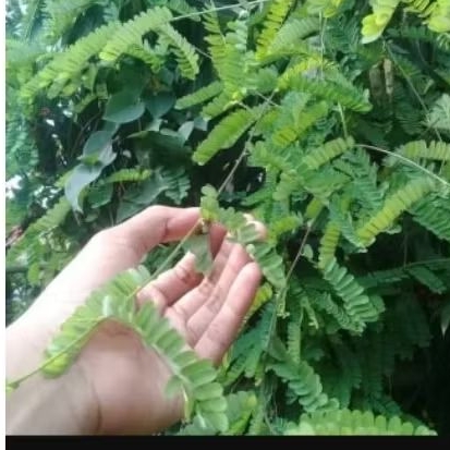 

daun saga super kering hijau