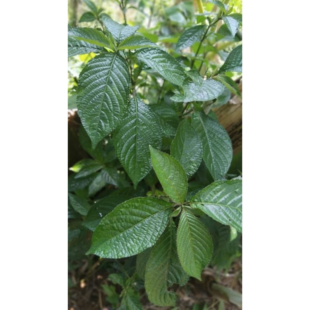 

Daun ki beling pecah baling segar 500 gram