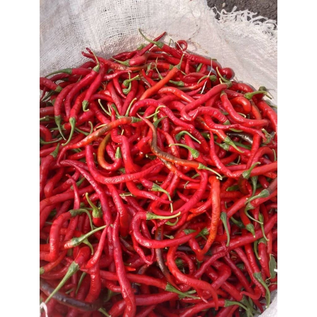 

LOMBOK MERAH PLUNTIR FRESH PETANI