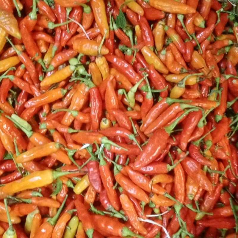 

Cabe Merah Cengek domba segar Bandung 100 gram