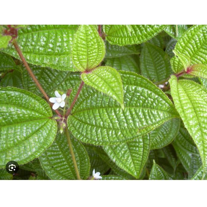 

DAUN HARENONG BULU 500GR