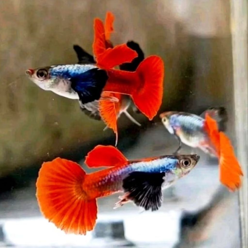 Guppy PRTDE Platinum Red Tail Dumbo Ear GRADE A