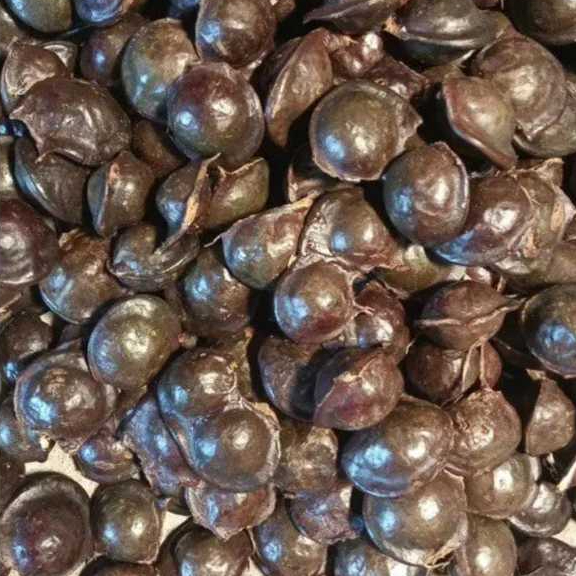 

Jengkol Kepek 1KG Muda Mentah Super - Belum Kupas