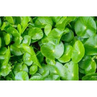 

Daun pegagan Segar 500gram (Centella asiatica), Banyak manfaat, Obat Herbal / Perawatan kulit wajah