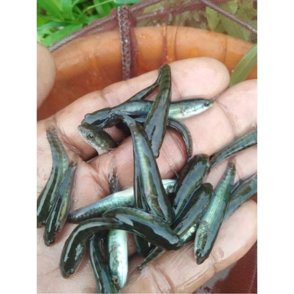 Bibit ikan gabus / burayak gabus / ikan gabus berkwalitas