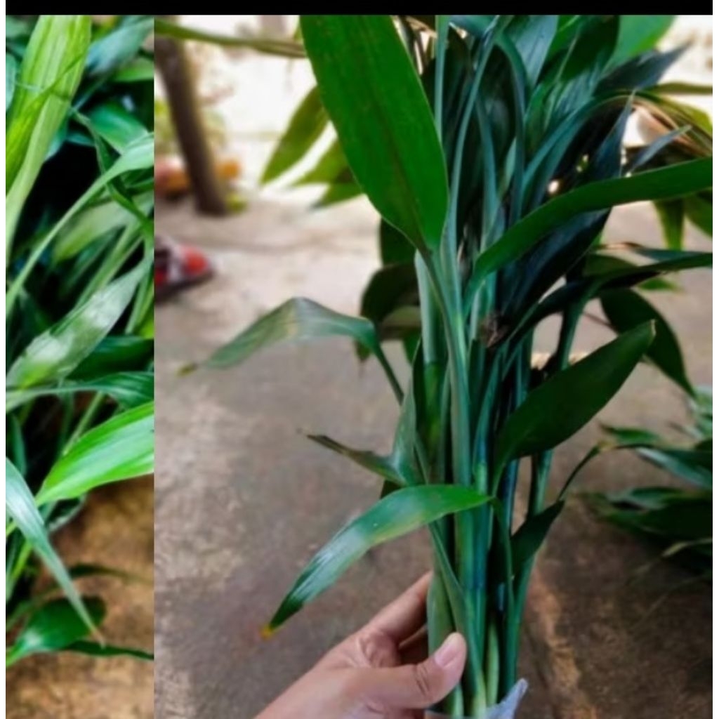 tanaman bambu hoki/tanaman air /bambu hokii