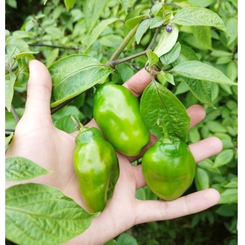 

cabe gendot 250 fresh bandung