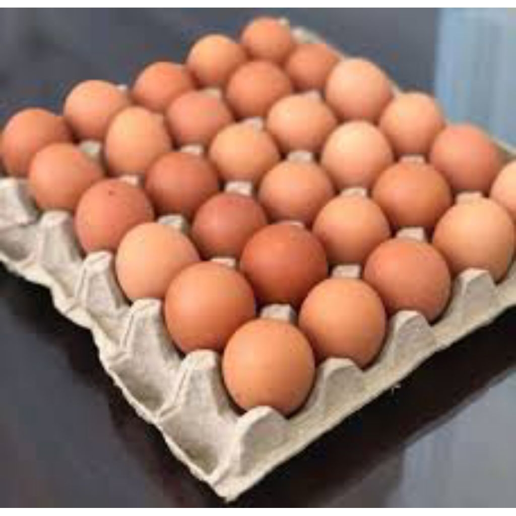 

telur eropa 1 papan gratis bonus gelang anak anak