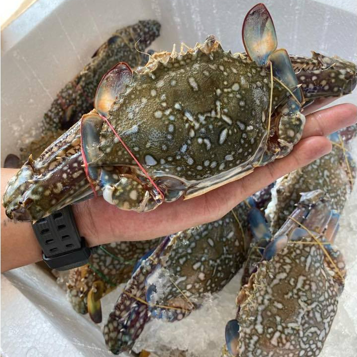 

Rajungan Segar Fresh Frozen Kepiting Rajungan 1Kg