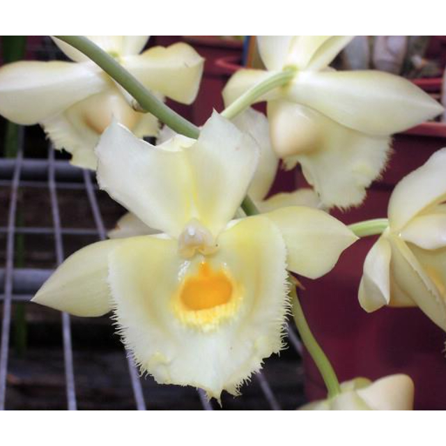 Botanica BC 39 - Anggrek Catasetum/Clowesetum Jumbo Glory (Clo. Rebecca Northern x Catasetum Bound f