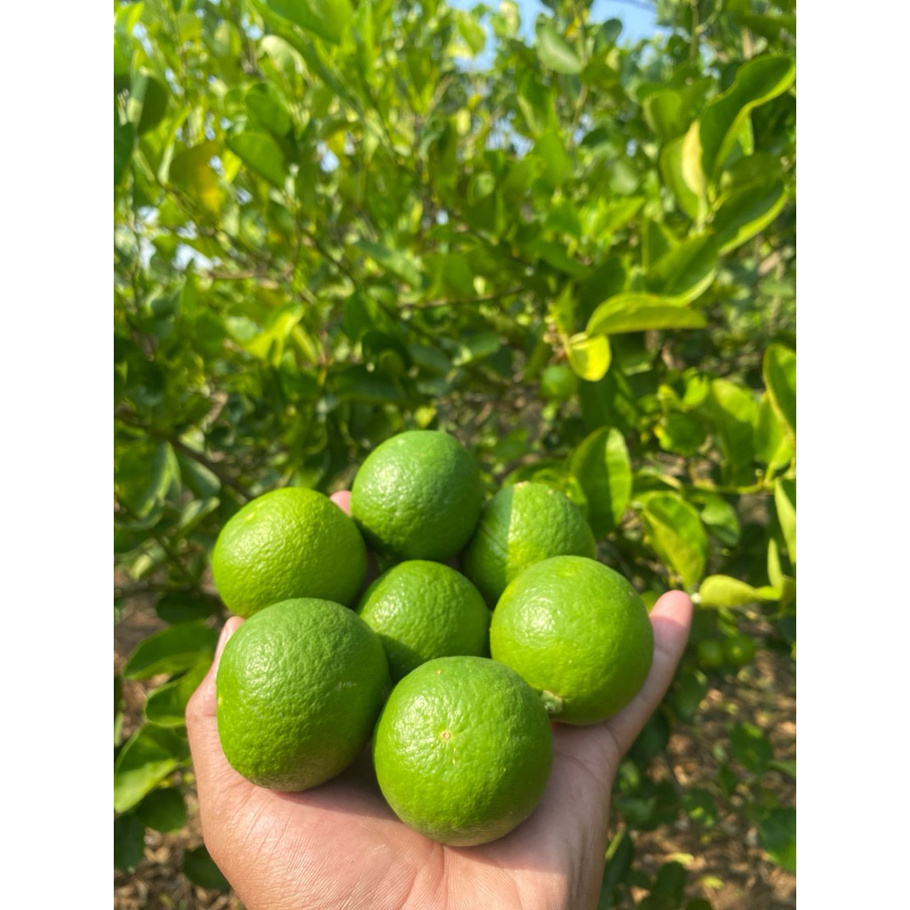 

Jeruk Nipis 500gr ( Fresh petik dari kebun )