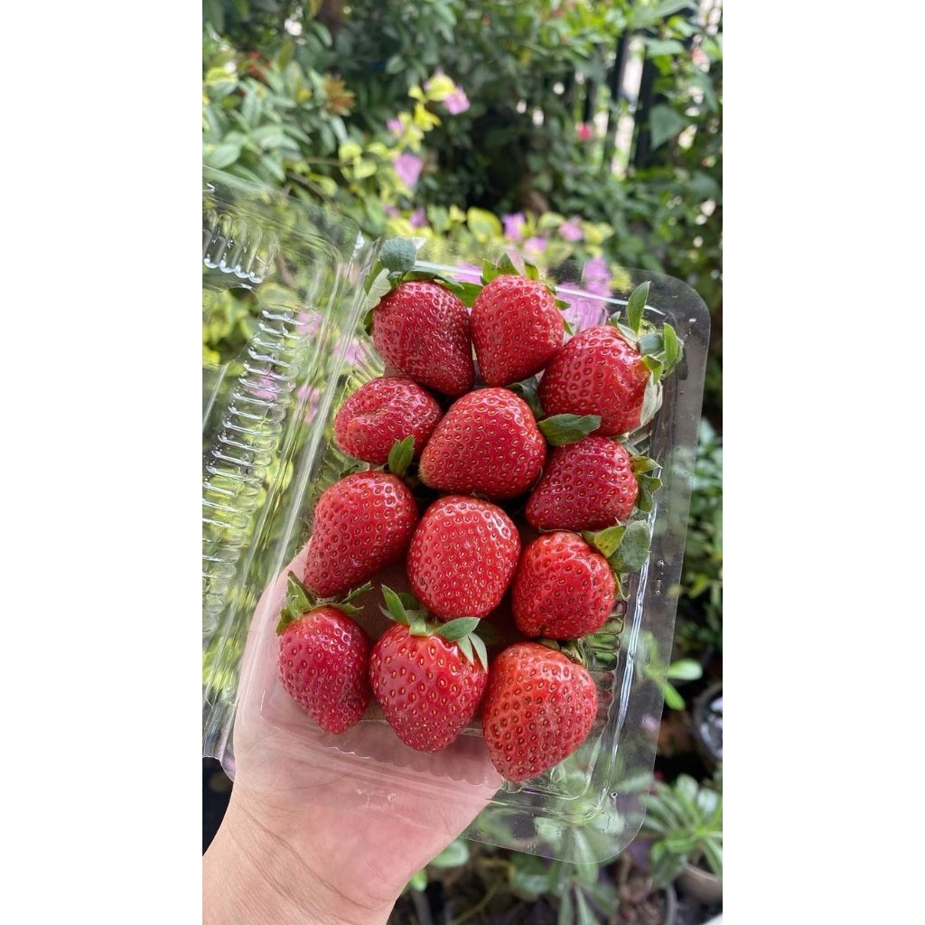 

STROWBERRY PACK mika 100gr/ STROBERI / FRESH FRUIT / FRUIT / BUAH BUAHAN SEGAR