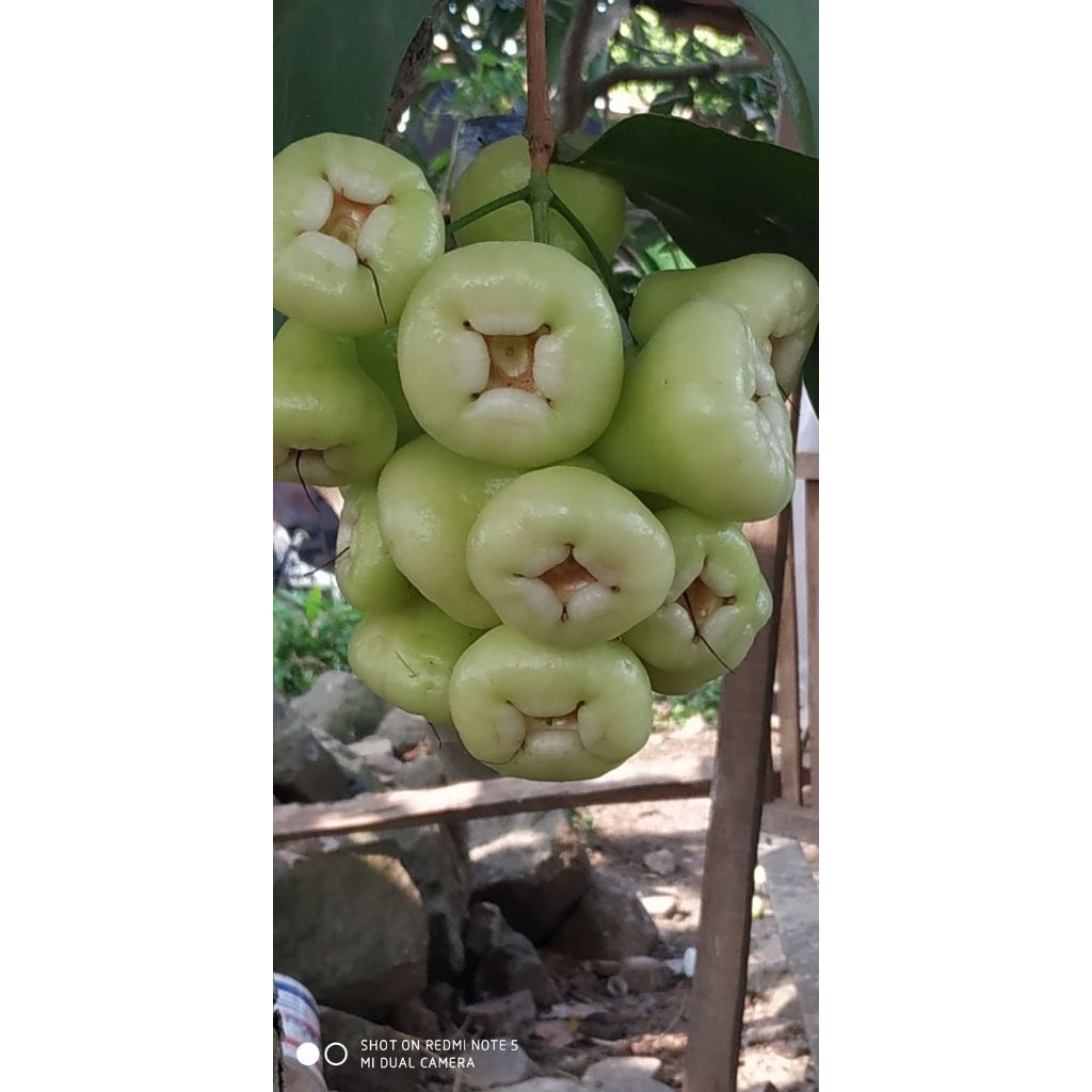 

JAMBU AIR MADURA 1KG SURABAYA INSTAN