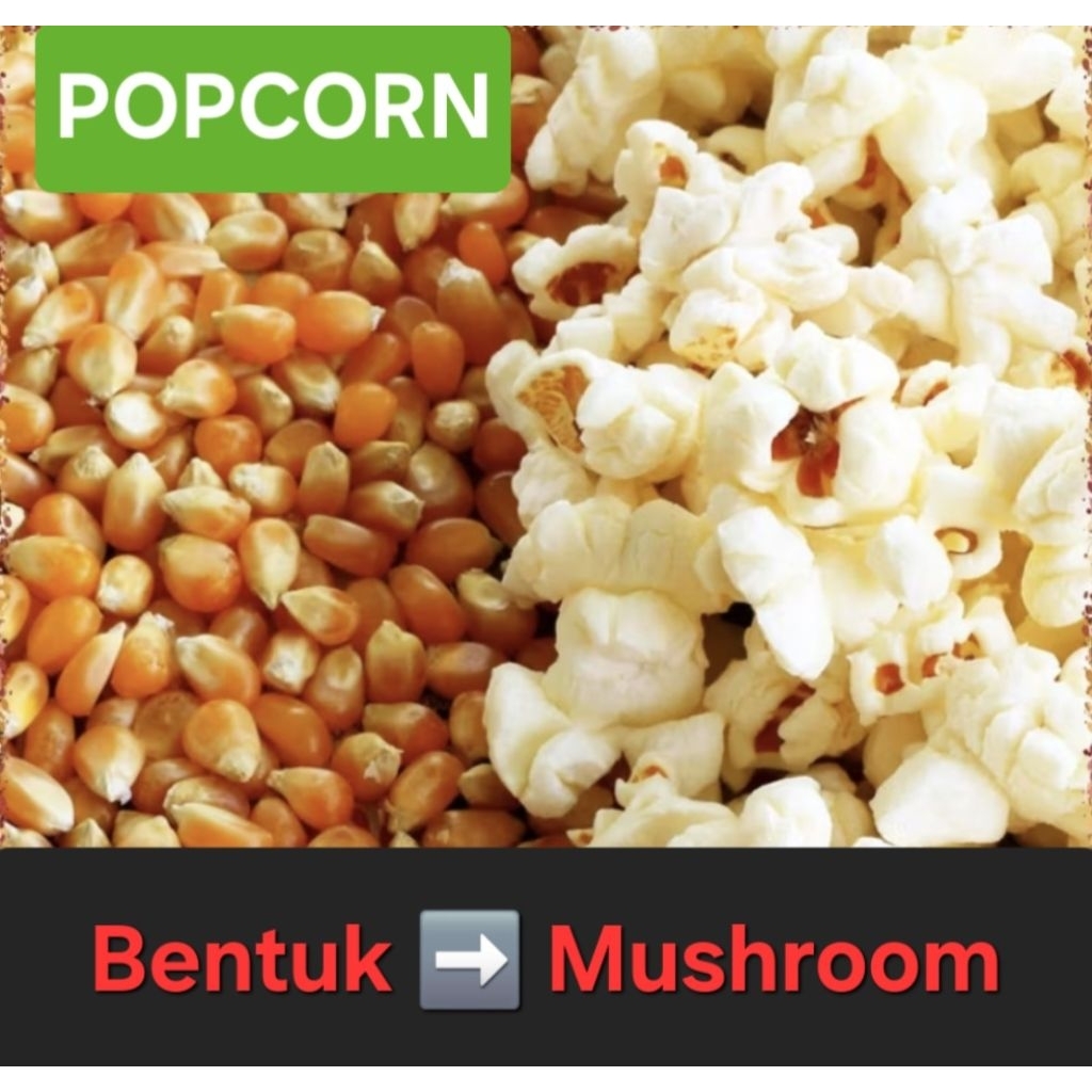 

POPCORN MUSHROOM 100 gram