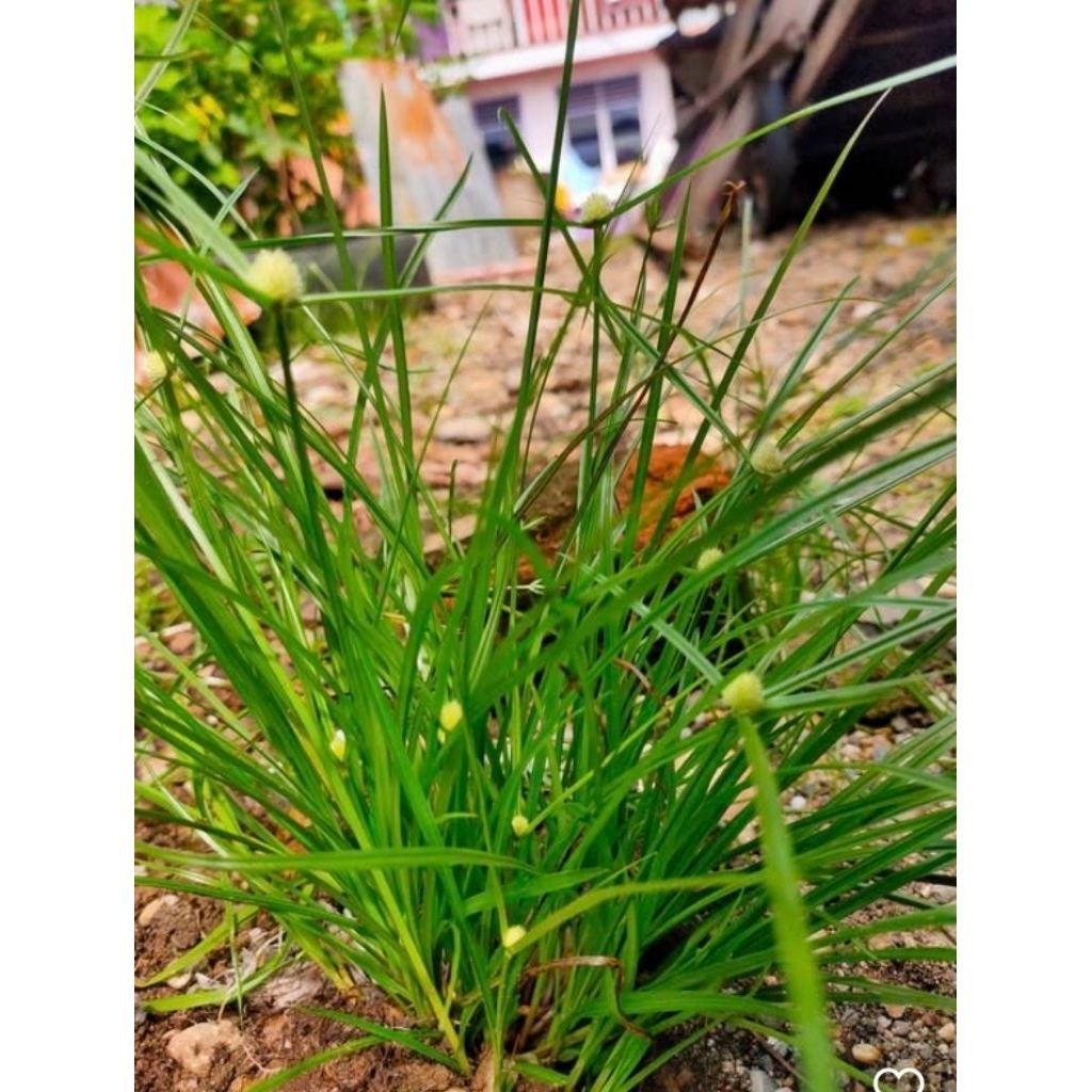 

Rumput teki segar 500 gr