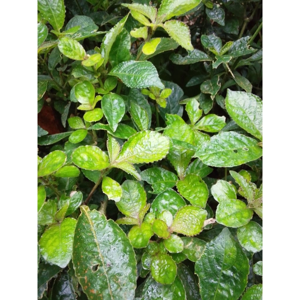 

Daun Keji Beling Atau pecah beling Herbal