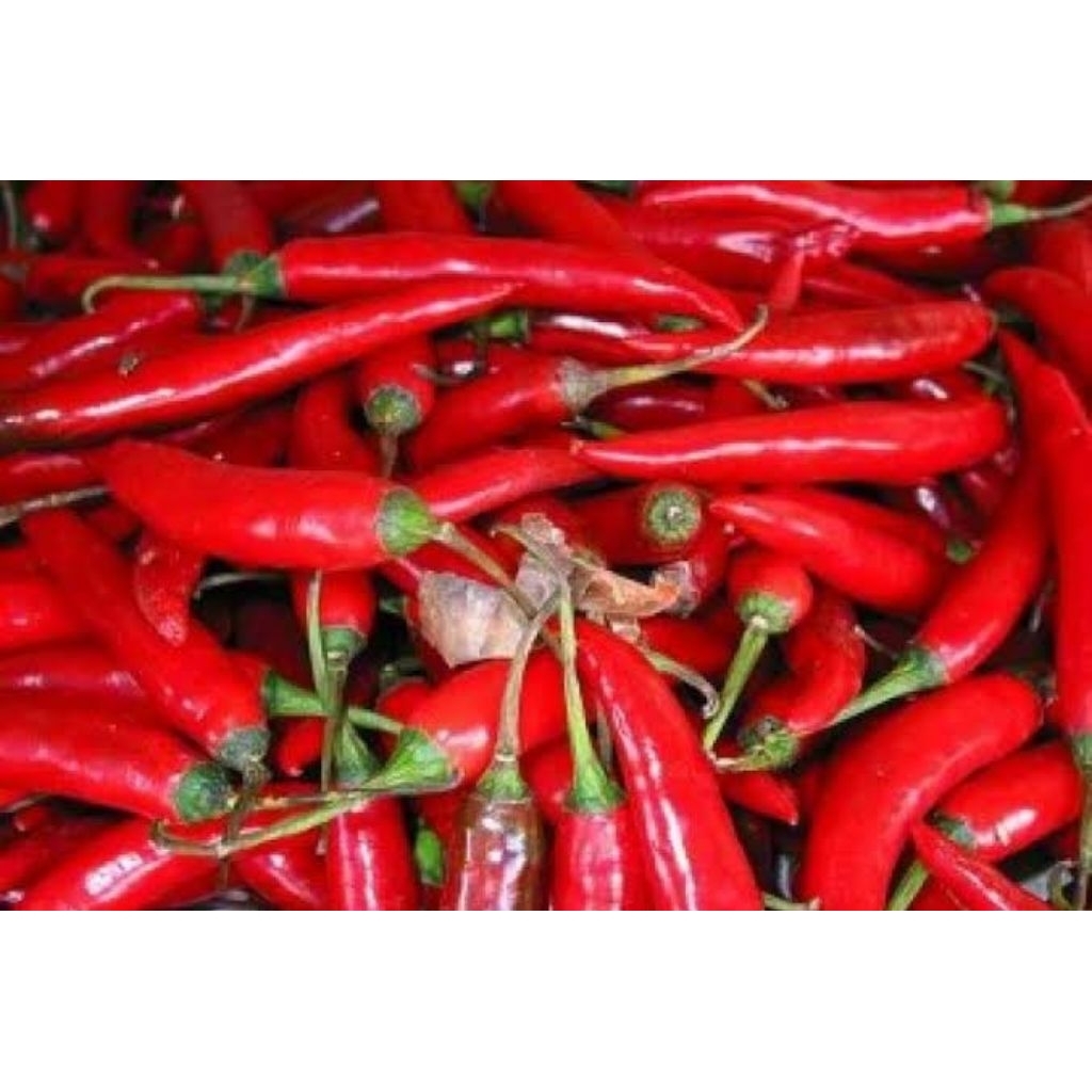 

CABAI MERAH BESAR CABE MERAH