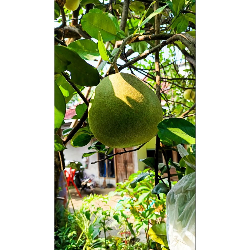 

jeruk pamelo jeruk bali fresh langsung petik dari pohon