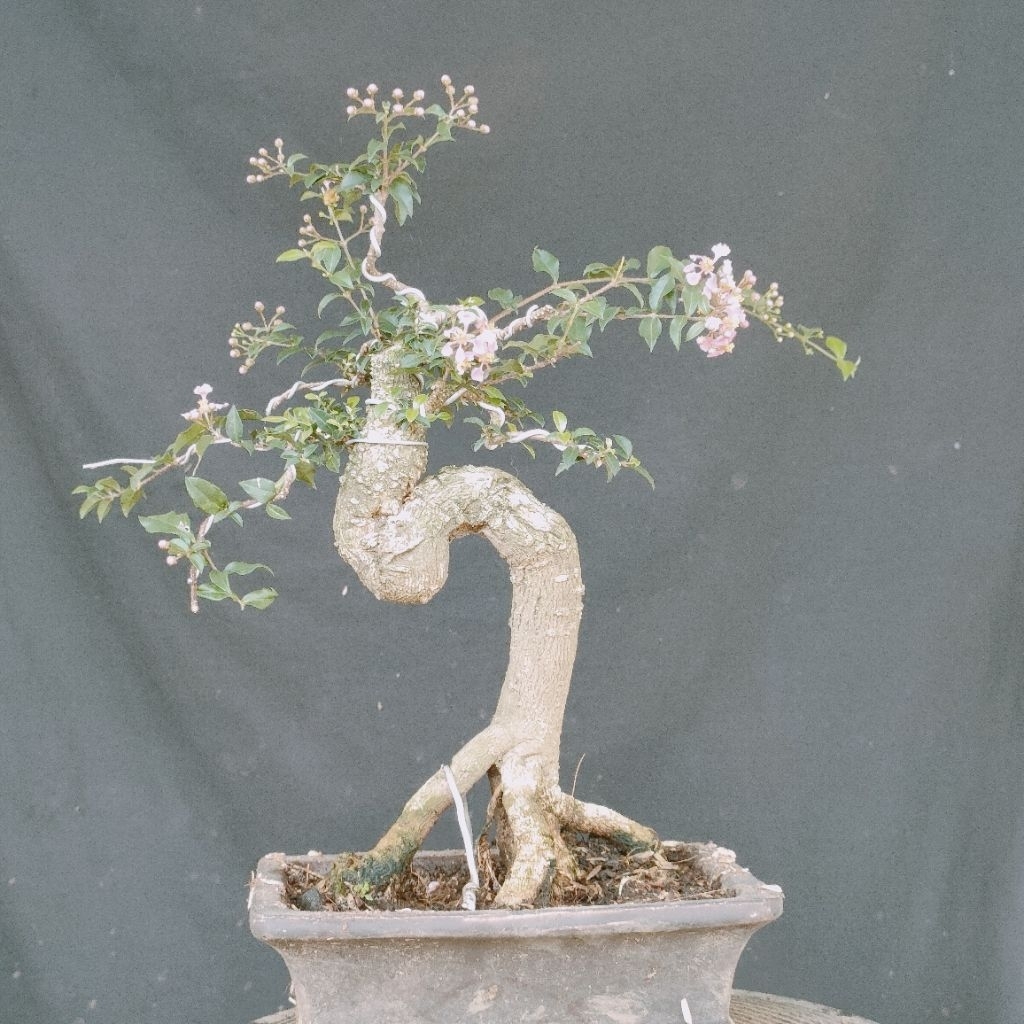 Bonsai Sakura micro Bonsai mirten Sakura