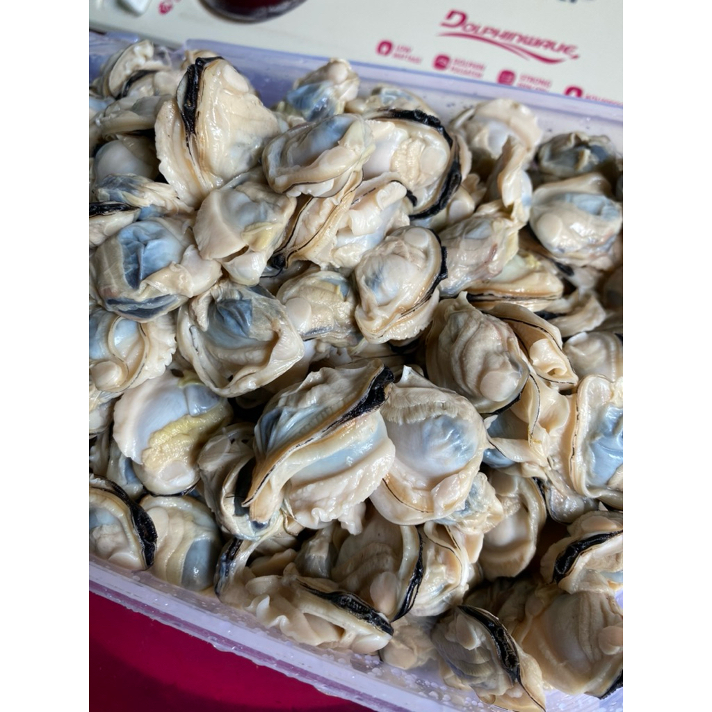 

Lokan / Kerang