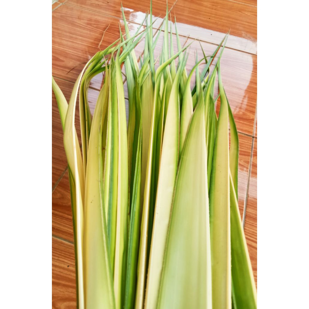 

Janur kuning daun kelapa muda daun ketupat segar lebar dan panjang 10 lembar