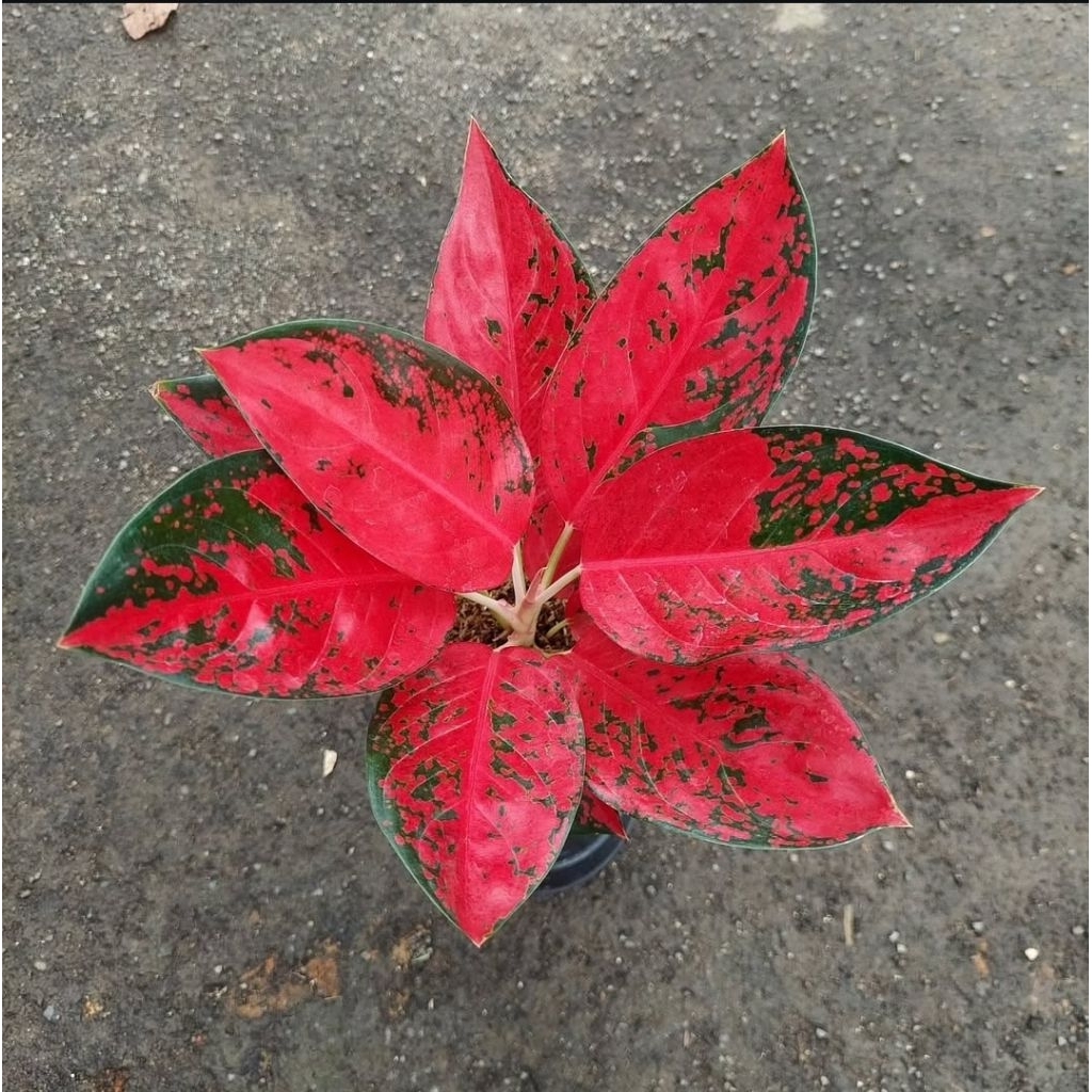 Tanaman Hias Aglonema Red Star - aglonema merah aglonema murah