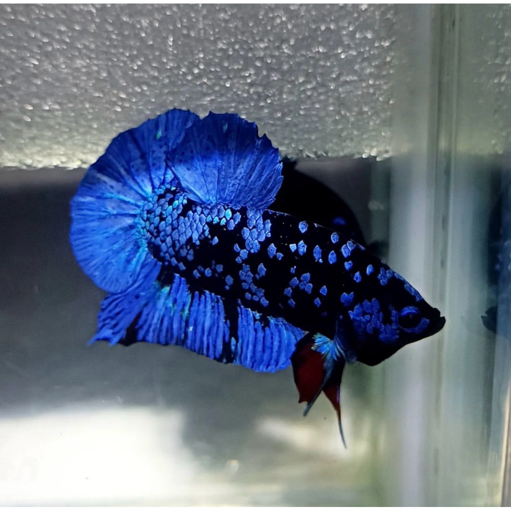 Cupang Blue Avatar Top Grade