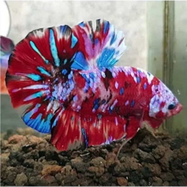 Cupang Giant Galaxy super