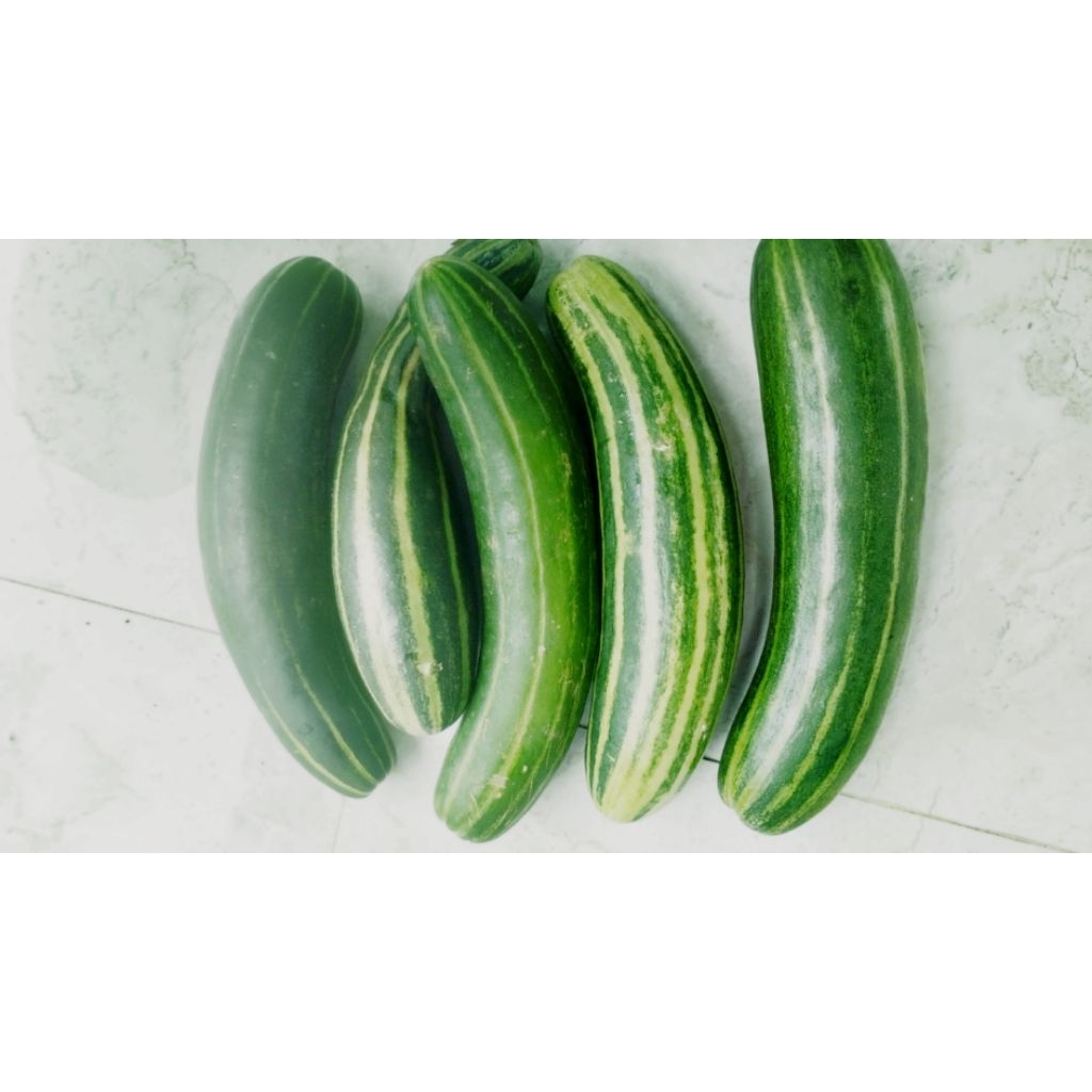 

TIMUN SURI/ BONTENG SURI LANGSUNG DARI KEBUN