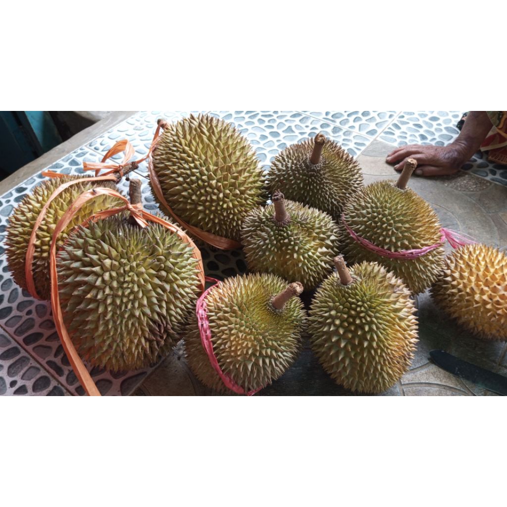 

DURIAN LOKAL DURIAN UTUH DURIAN SATUAN MATANG DARI POHON