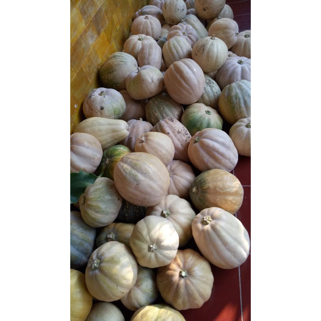 

waluh atau labu kuning per biji -+ 2kg -3 kg