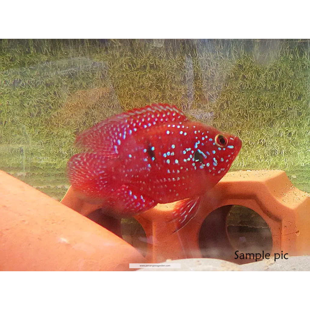 Ikan Hias Red Jewel Shortbody / Red Jewel Short Body / Shortbody Red Jewel / Ikan Cichlid