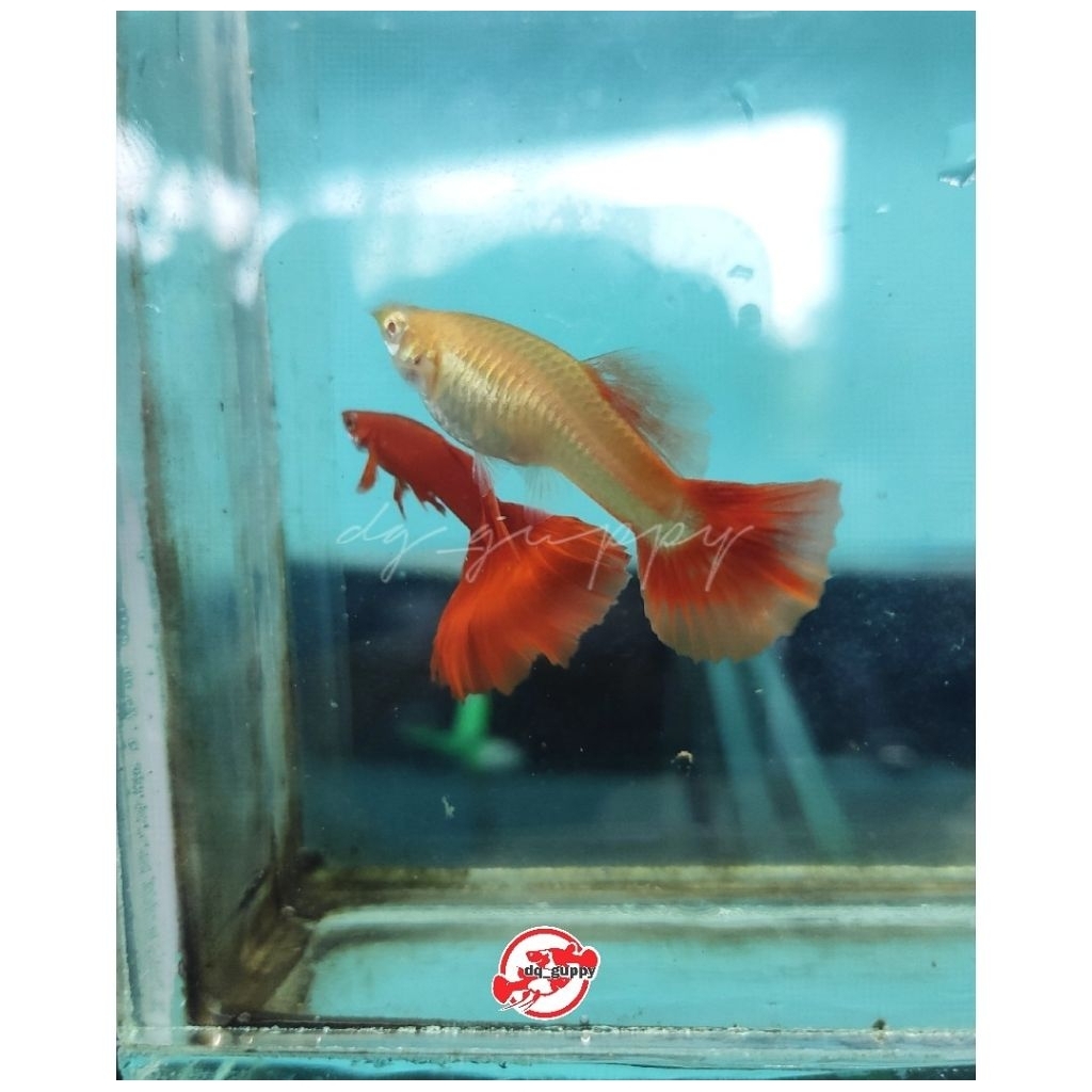 

hiasan aqaurium afr red ear 3 p4sang